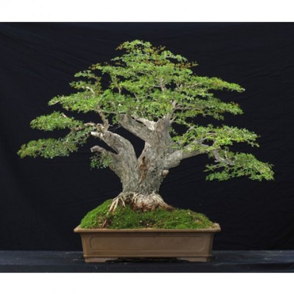 Okaliptüs Bonzai Ağacı Tohumu 5 Adet Bonsai Ağacı Tohumu - Resim 4