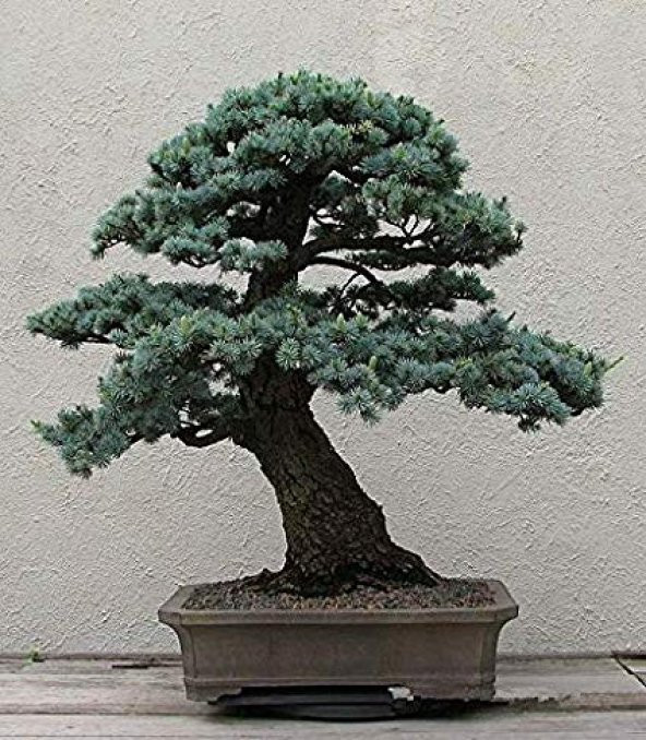 Bodur Mavi Selvi Bonzai Ağacı Tohumu 5 Adet Bonsai Ağacı Tohumu - 2