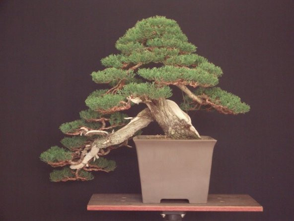 Bodur Lübnan Sediri Bonzai Ağacı Tohumu 5 Adet Bonsai Ağacı Tohumu - 2