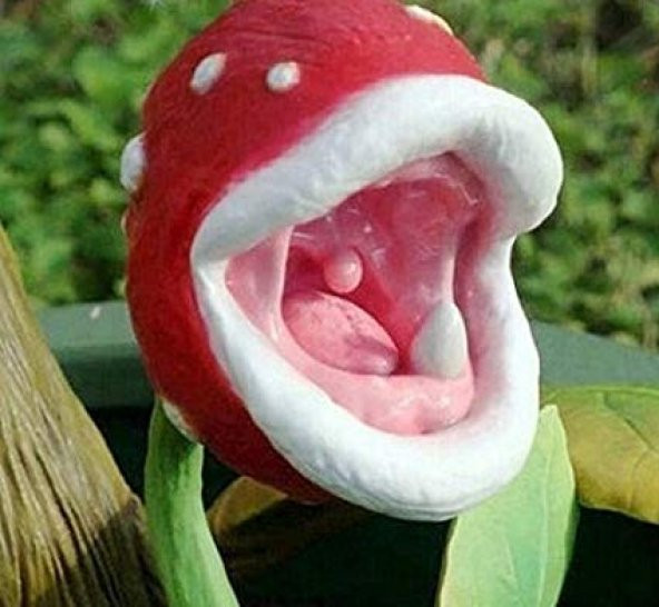 Etçil Etobur Sinek Kapan Bitkisi Tohumu 5 Adet Tohum ürün görseli