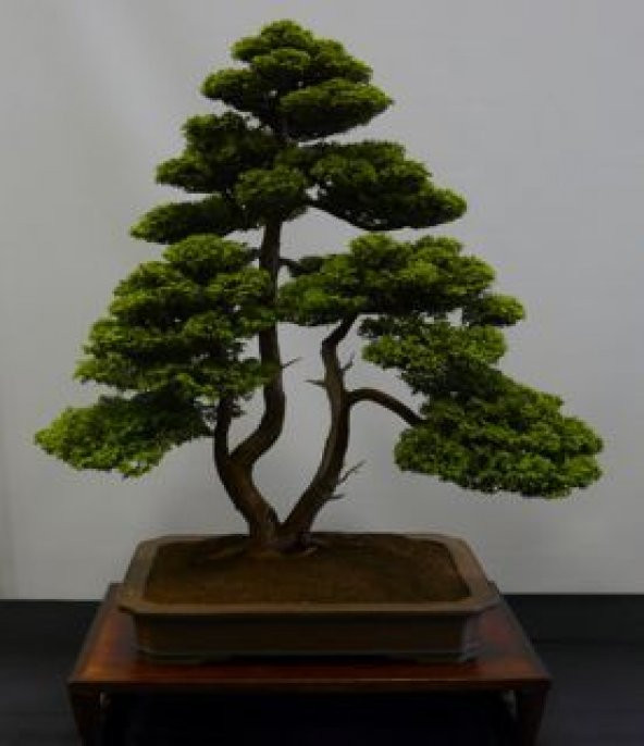 Bodur Lübnan Sediri Bonzai Ağacı Tohumu 5 Adet Bonsai Ağacı Tohumu - 3