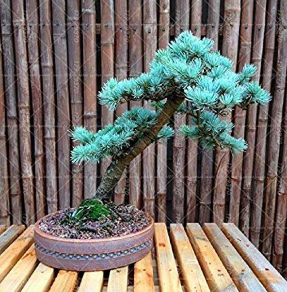 Bodur Mavi Selvi Bonzai Ağacı Tohumu 5 Adet Bonsai Ağacı Tohumu - 3