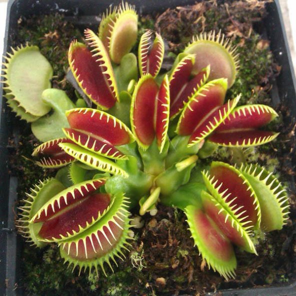 Venus Fly Trap Tohumu 5 Adet Tohum Etçil Bitki Etobur Bitki Sinek Kapan - 3