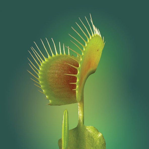 Venus Fly Trap Tohumu 5 Adet Tohum Etçil Bitki Etobur Bitki Sinek Kapan - 4