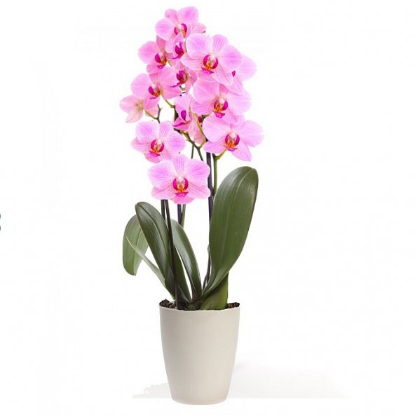 Pembe Orkide Tohumu 5 Adet Tohum Phalaenopsis Çiçek Tohumu