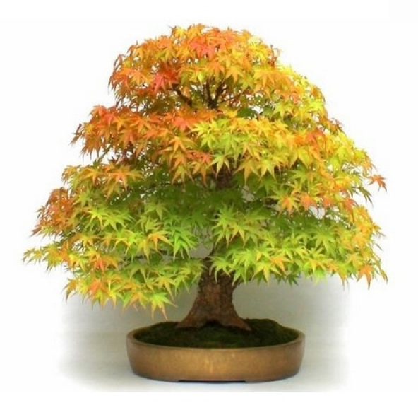 Bodur Flamingo Bonzai Ağacı Tohumu 5 Adet Bonsai Ağacı Tohumu - 3