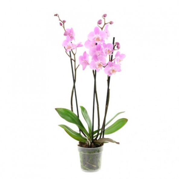 Pembe Orkide Tohumu 5 Adet Tohum Phalaenopsis Çiçek Tohumu - 2