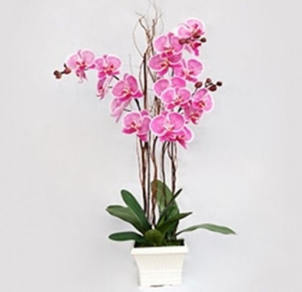 Pembe Orkide Tohumu 5 Adet Tohum Phalaenopsis Çiçek Tohumu - 3