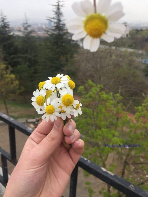 Yayılıcı Kır Papatyası Tohumu 25 Adet Tohum Papatya Çiçek Tohumu - 4