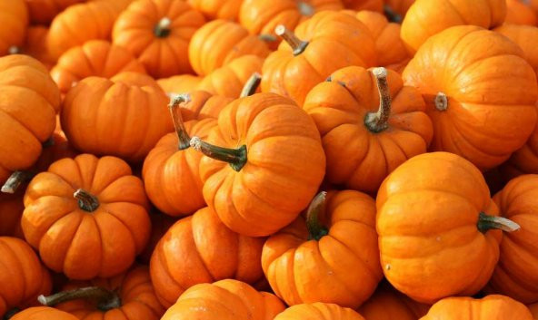 İri Bal Kabağı Tohumu 5 Adet Kabak Tohumu - 2