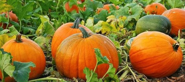 İri Bal Kabağı Tohumu 5 Adet Kabak Tohumu - 3