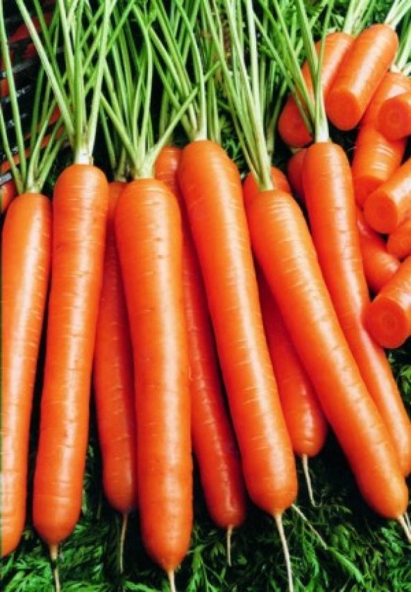 Havuç Tohumu 100 Adet Tohum Nantes Etli Erkenci Havuç - 2