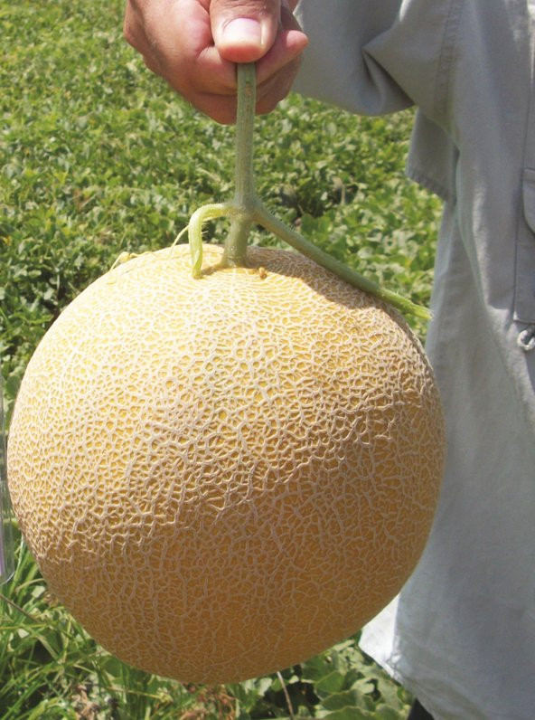 Ananas Kavun Tohumu 15 Adet Tohum Bal Kavun - Resim 2