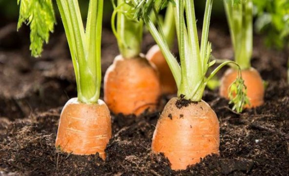 Havuç Tohumu 100 Adet Tohum Nantes Etli Erkenci Havuç - 3