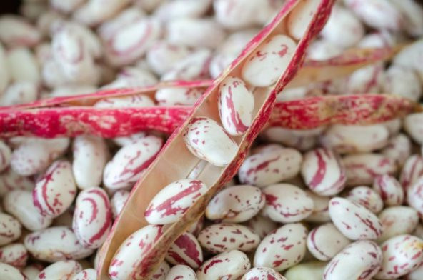 Sırık Barbunya Tohumu 10 Adet Tohum Sırık Fasülye - Resim 2