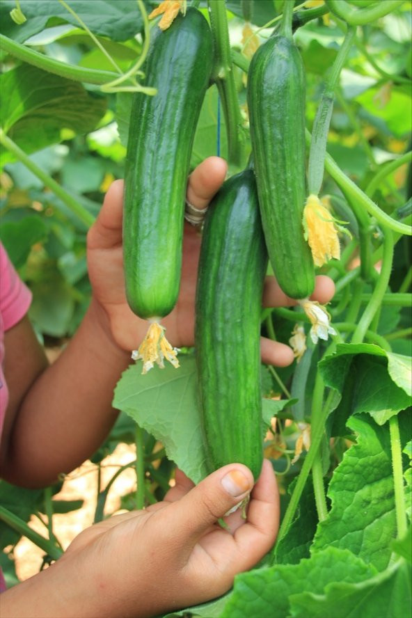 Meşhur Çengelköy Salatalık Tohumu 20 Adet Tohum Geleneksel Hıyar - 2