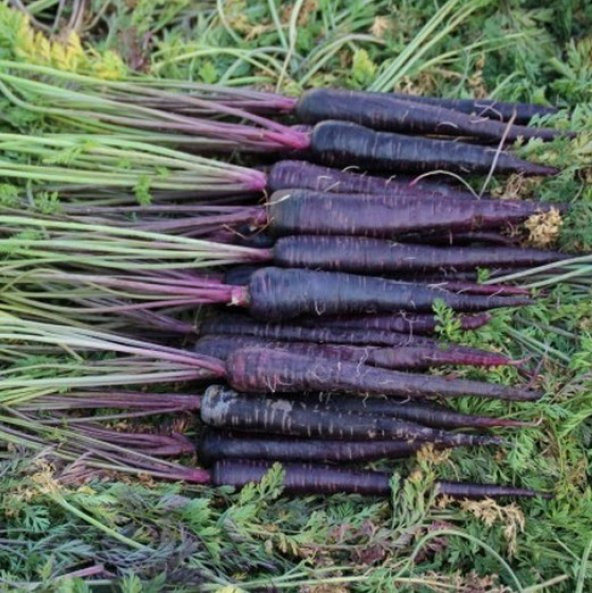 Nadir İthal Mor Havuç Tohumu 100 Adet Tohum Şalgam Havucu - 2