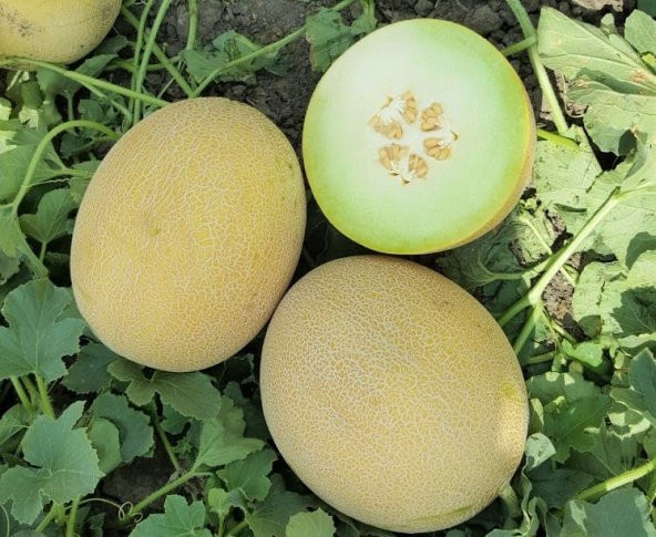 Ananas Kavun Tohumu 15 Adet Tohum Bal Kavun - Resim 3