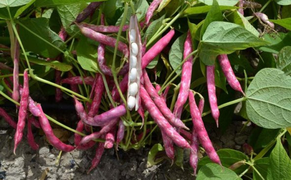 Sırık Barbunya Tohumu 10 Adet Tohum Sırık Fasülye - Resim 3