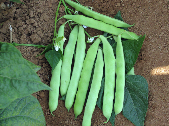 Alman Kılçıksız Ayşe Kadın Sırık Fasulye Tohumu 15 Adet Tohum Bol Verim Fasülye - 2
