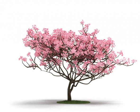 Manolya Ağacı Tohumu 5 Adet Tohum