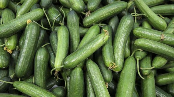 Meşhur Çengelköy Salatalık Tohumu 20 Adet Tohum Geleneksel Hıyar - 4