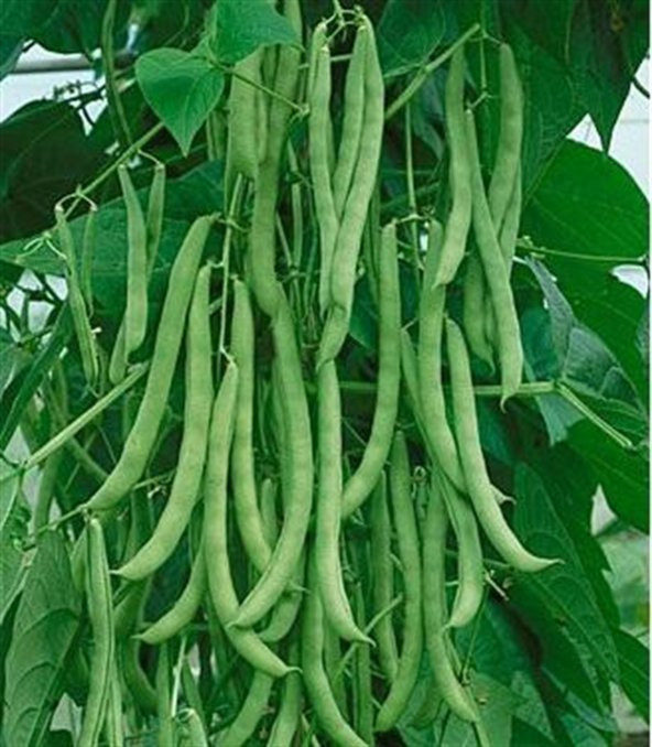 Alman Kılçıksız Ayşe Kadın Sırık Fasulye Tohumu 15 Adet Tohum Bol Verim Fasülye - 3