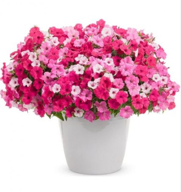 Karışık Petunya Çiçeği Tohumu 25 Adet Tohum Çiçek Tohumu