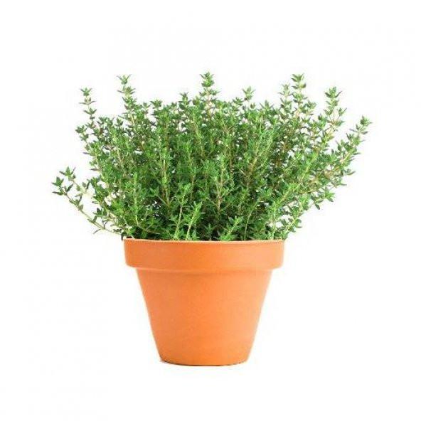 Aromatik Dağ Kekiği Tohumu 25 Adet Kekik Tohumu