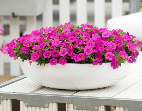 Karışık Petunya Çiçeği Tohumu 25 Adet Tohum Çiçek Tohumu - 2