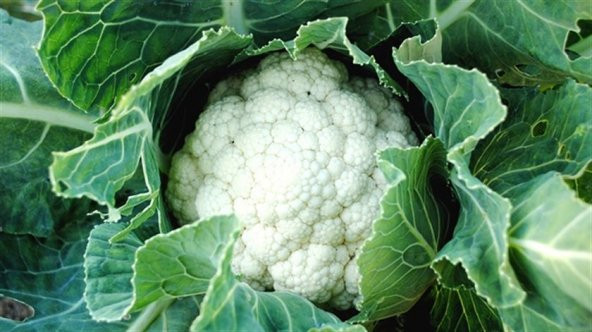 Karnabahar Tohumu 25 Adet Tohum Karnıbahar - 3