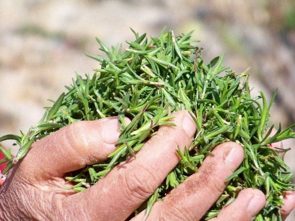 Aromatik Dağ Kekiği Tohumu 25 Adet Kekik Tohumu - 2