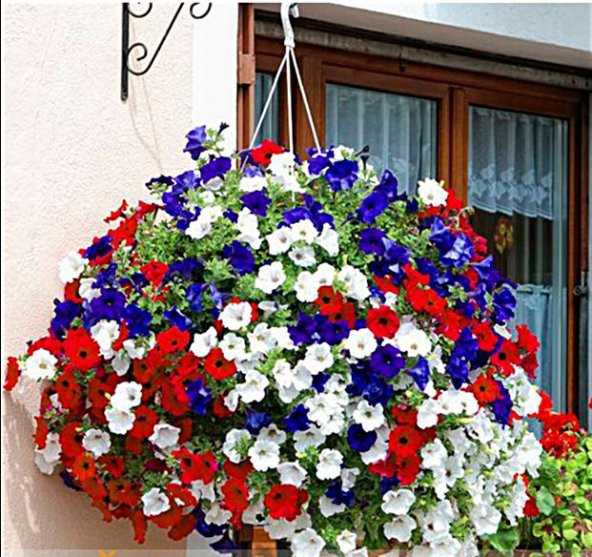 Karışık Petunya Çiçeği Ekim Seti 25 Adet Tohum Saksı Toprak Çiçek Tohumu - Resim 3