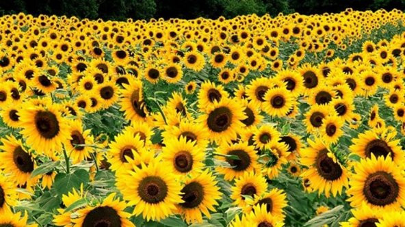 Ayçiçeği Tohumu 10 Adet Tohum Günebakan Çiğdem - 4