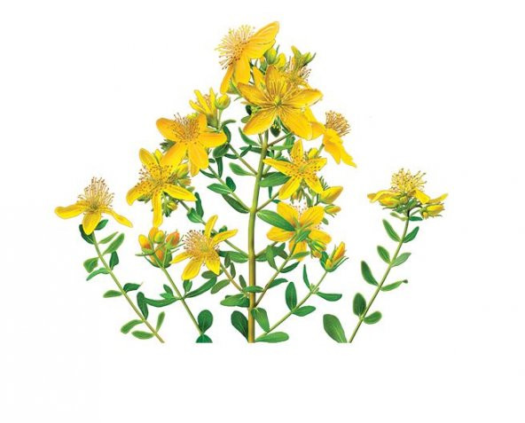 Sarı Kantoron Çiçeği Ekim Seti 10 Adet Tohum Saksı ve Toprak Kantaron