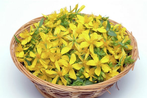 Sarı Kantoron Çiçeği Ekim Seti 10 Adet Tohum Saksı ve Toprak Kantaron - 2