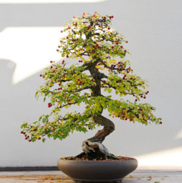 Bodur Cennet Bonzai Ağacı Tohumu 5 Adet Bonsai Ağacı Tohumu