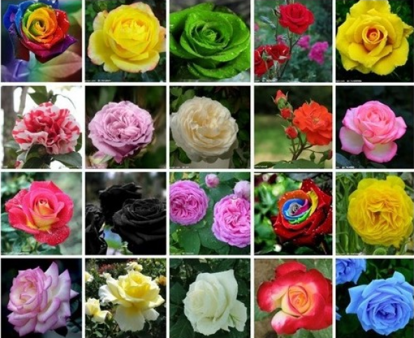 İthal Nadir 20 Farklı Renkte Gül Tohumu 20 Adet Tohum