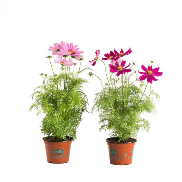 Karışık Cosmos Çiçeği Ekim Seti 5 Adet Tohum Saksı Toprak Çiçek Tohumu