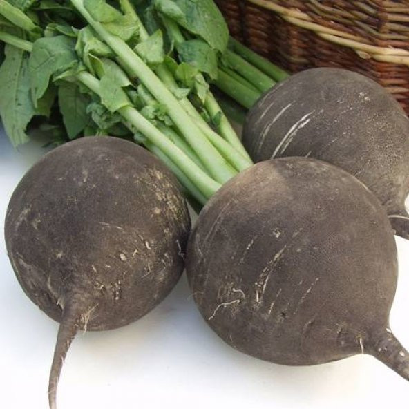 İri Siyah Turp Tohumu 50 Adet Tohum Kara Turp - 2