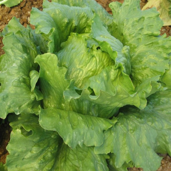 Göbekli İceberk Marul Tohumu 100 Adet Tohum İceberc - Resim 2