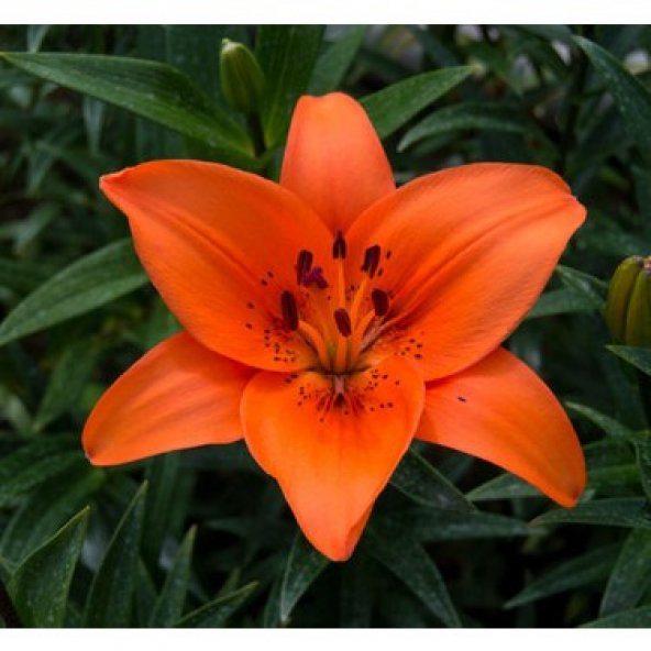 Pembe Arpa Zambak Tohumu 3 Adet Tohum - 2