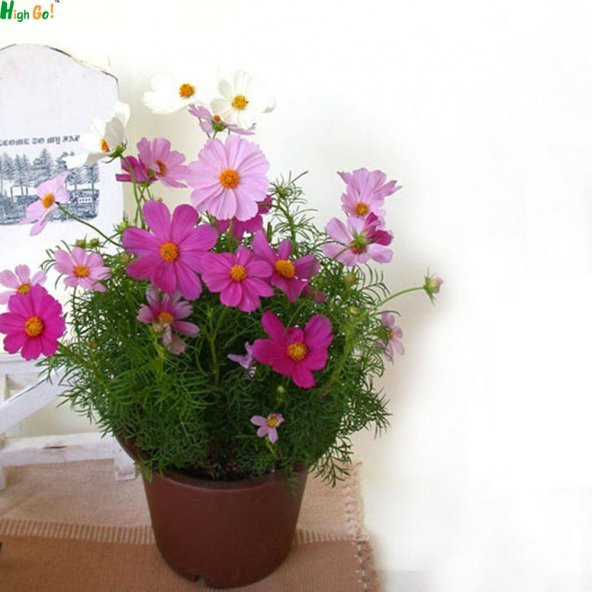 Karışık Cosmos Çiçeği Ekim Seti 5 Adet Tohum Saksı Toprak Çiçek Tohumu - 2