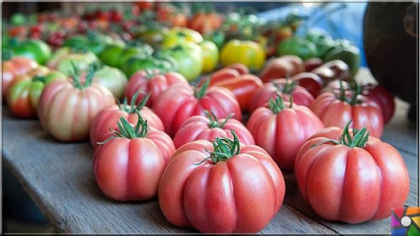 Nadir İthal Antik Domates Tohumu 10 Adet Tohum - 3