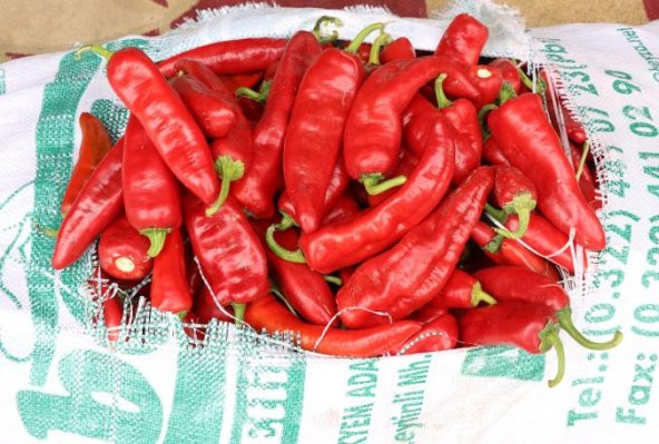 Hafif Acı Adana Karaisalı Salçalık Biber Tohumu 15 Adet Tohum Adana Biberi - 3