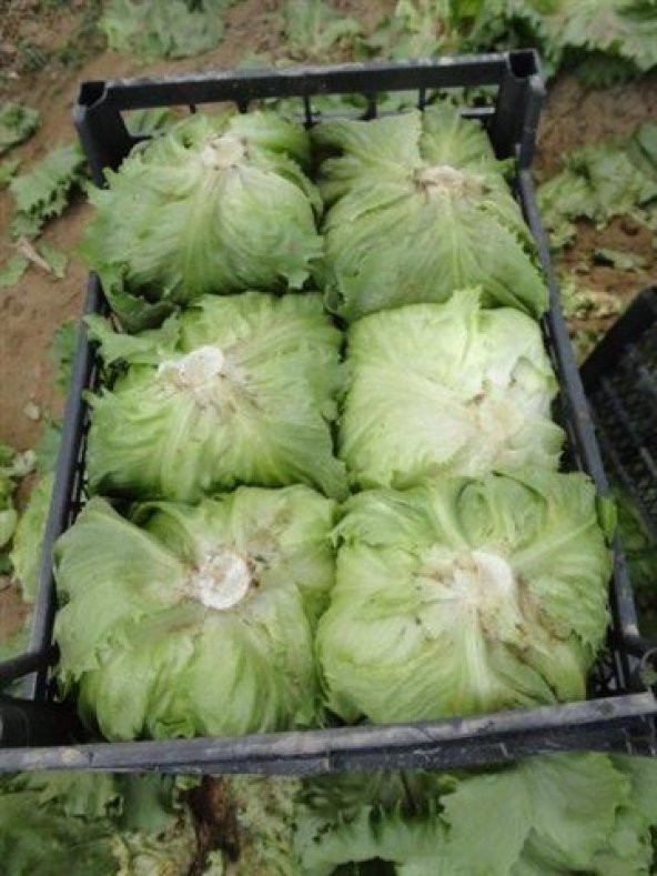 Göbekli İceberk Marul Tohumu 100 Adet Tohum İceberc - Resim 3