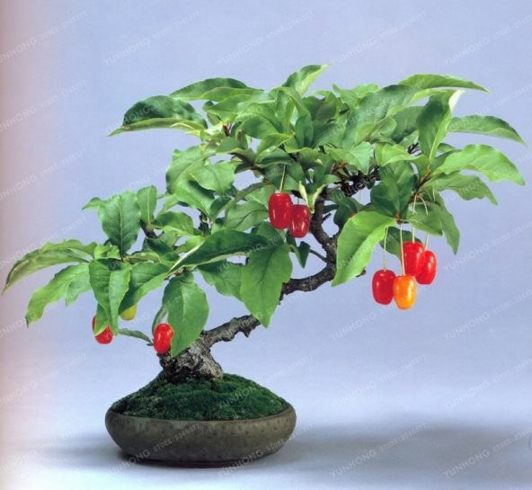 Bodur Kızılcık Bonzai Ağacı Tohumu 5 Adet Bonsai Ağacı Tohumu - 2