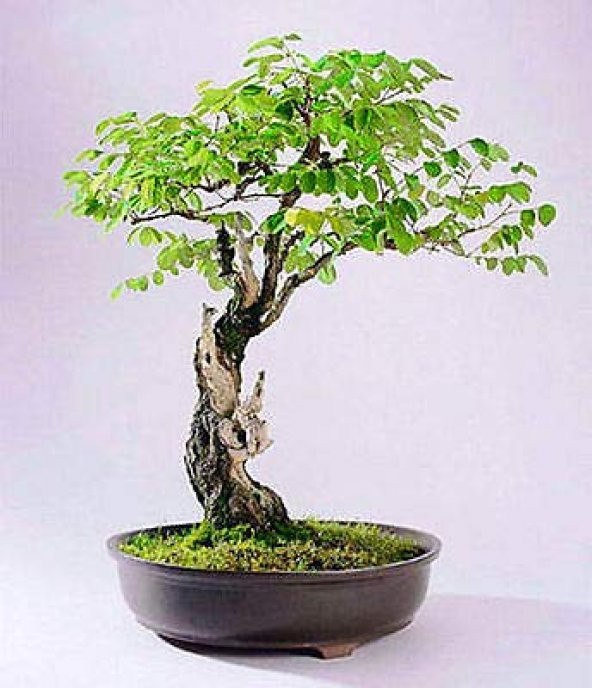 Bodur Cennet Bonzai Ağacı Tohumu 5 Adet Bonsai Ağacı Tohumu - 3