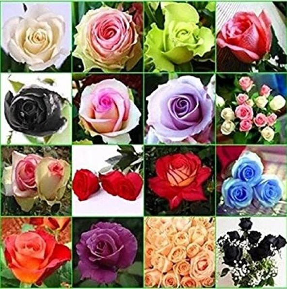 İthal Nadir 20 Farklı Renkte Gül Tohumu 20 Adet Tohum - 3