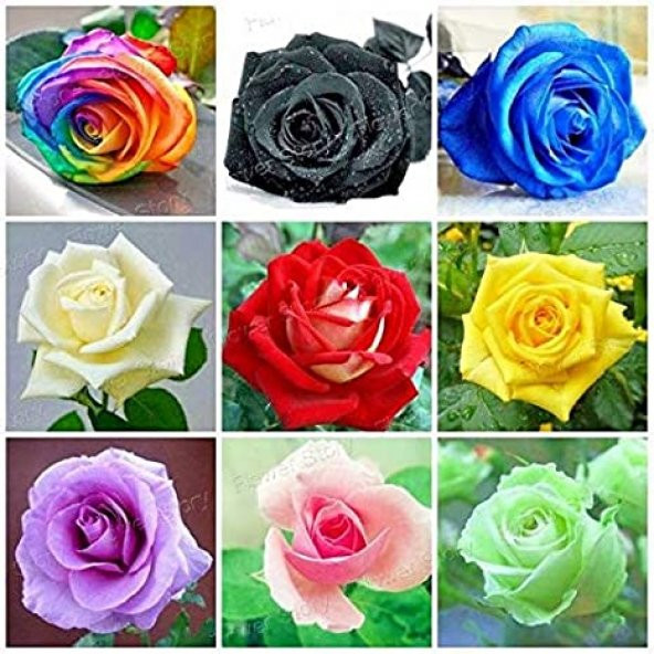 İthal Nadir 20 Farklı Renkte Gül Tohumu 20 Adet Tohum - 4